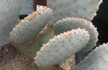 Pépinière Palmaris Opuntia basilaris