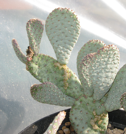 Pépinière Palmaris Opuntia basilaris nana