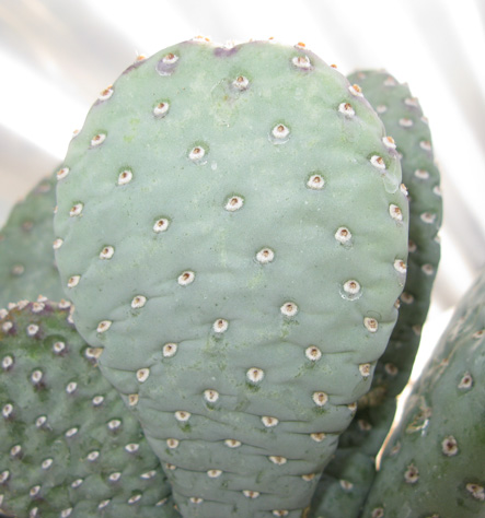 Pépinière Palmaris Opuntia basilaris nana