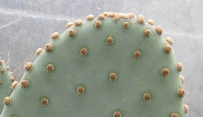 Pépinière Palmaris Opuntia basilaris