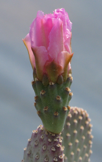 Pépinière Palmaris Opuntia basilaris nana