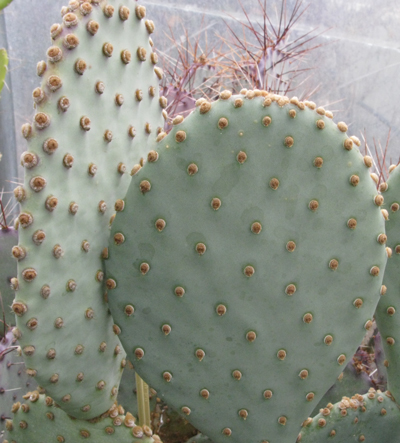 Pépinière Palmaris Opuntia basilaris