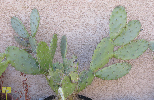 Pépinière Palmaris Opuntia bergeriana