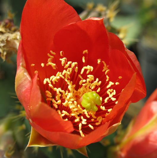 Pépinière Palmaris Opuntia bergeriana