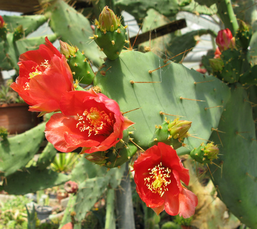 Pépinière Palmaris Opuntia bergeriana