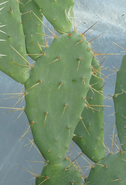 Pépinière Palmaris Opuntia bergeriana