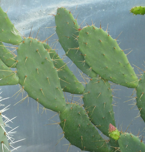 Pépinière Palmaris Opuntia bergeriana