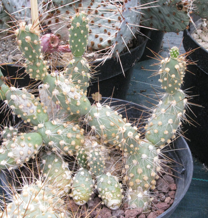 Pépinière Palmaris Opuntia berteri