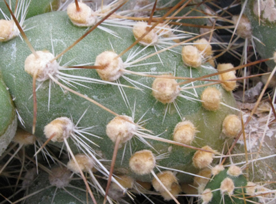 Pépinière Palmaris Opuntia berteri