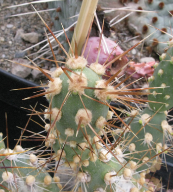 Pépinière Palmaris Opuntia berteri