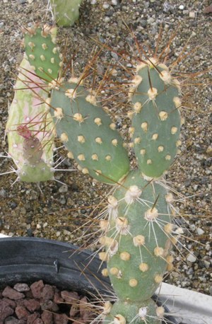 Pépinière Palmaris Opuntia berteri