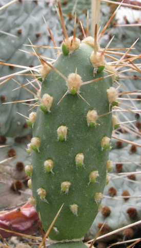 Pépinière Palmaris Opuntia berteri