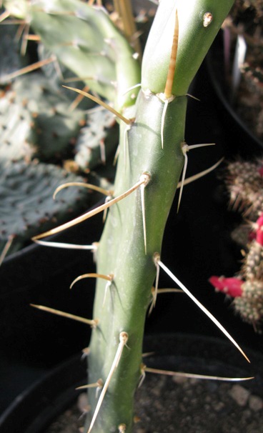 Pépinière Palmaris opuntia bispinosa