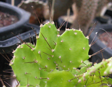 Pépinière Palmaris Opuntia brasiliensis