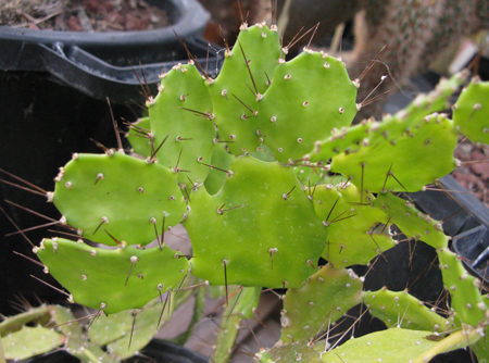 Pépinière Palmaris Opuntia brasiliensis