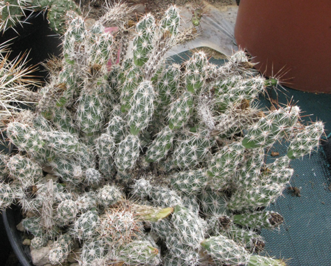 Pépinière Palmaris Corynopuntia bulbispina