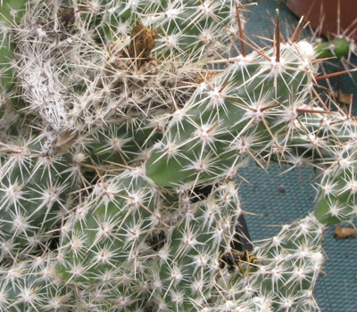 Pépinière Palmaris Corynopuntia bulbispina