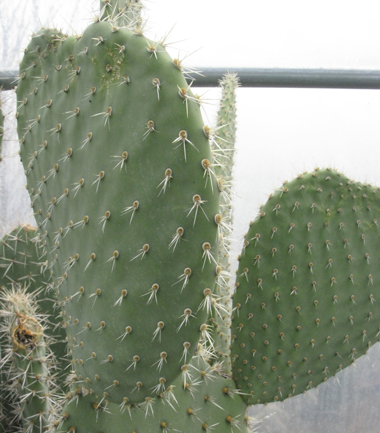 Pépinière Palmaris Opuntia canada