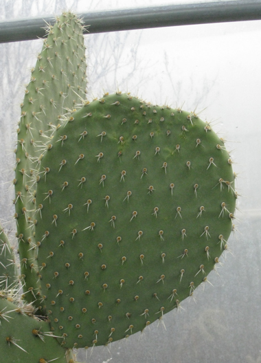 Pépinière Palmaris Opuntia canada