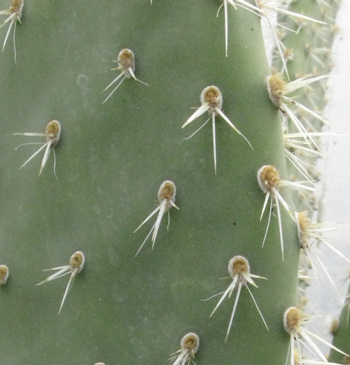 Pépinière Palmaris Opuntia canada