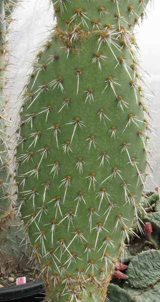 Pépinière Palmaris Opuntia canada