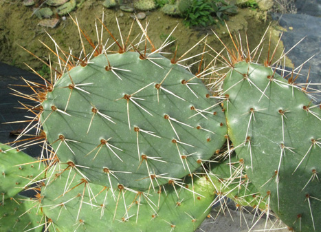 Pépinière Palmaris Opuntia sandiana