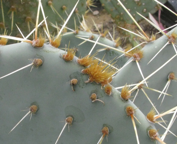 Pépinière Palmaris Opuntia chisoensis