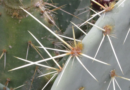 Pépinière Palmaris Opuntia chisoensis