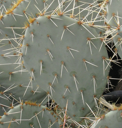 Pépinière Palmaris Opuntia chisoensis