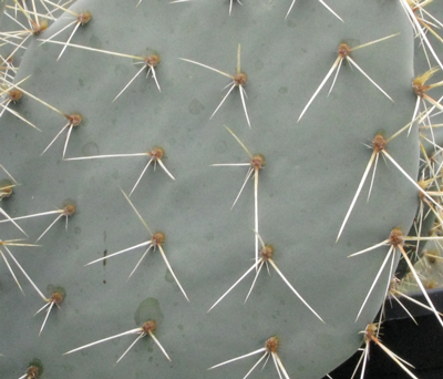 Pépinière Palmaris Opuntia chisoensis