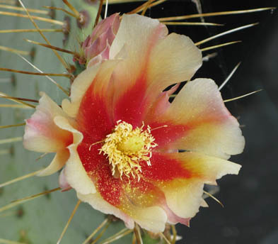 Pépinière Palmaris Opuntia chloratea