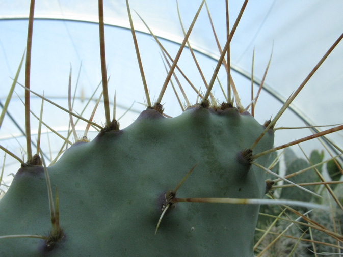 Pépinière Palmaris Opuntia chloratea