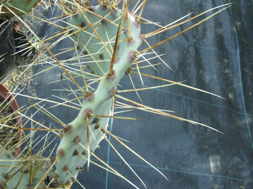 Pépinière Palmaris Opuntia chloratea