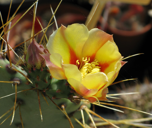 Pépinière Palmaris Opuntia chloratea