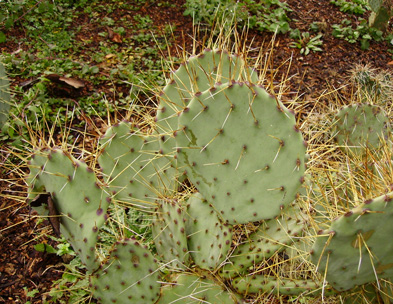 Pépinière Palmaris Opuntia chloratea