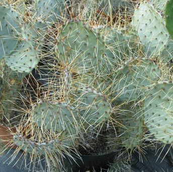 Pépinière Palmaris Opuntia chloratea