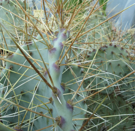 Pépinière Palmaris Opuntia chloratea