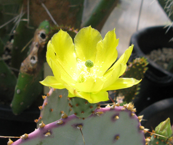 Pépinière Palmaris Opuntia chlorotica