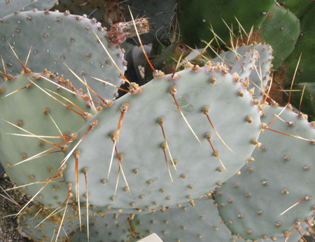 Pépinière Palmaris Opuntia chlorotica