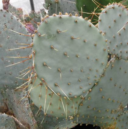 Pépinière Palmaris Opuntia chlorotica