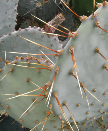 Pépinière Palmaris Opuntia chlorotica