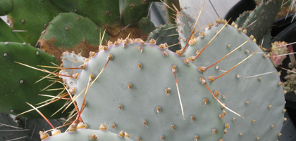 Pépinière Palmaris Opuntia chlorotica