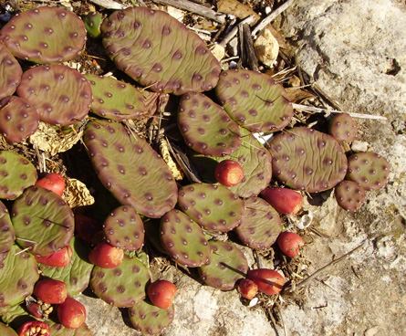 Pépinière Palmaris Opuntia humifusa  compressa