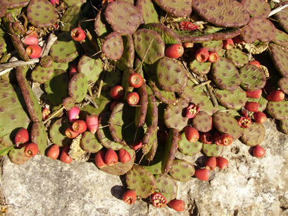 Pépinière Palmaris Opuntia humifusa  compressa