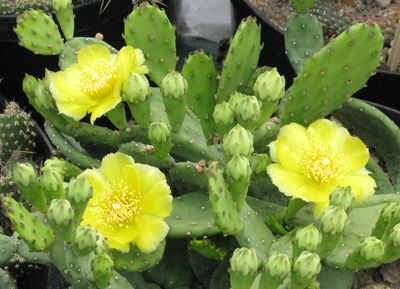 Pépinière Palmaris Opuntia humifusa  compressa