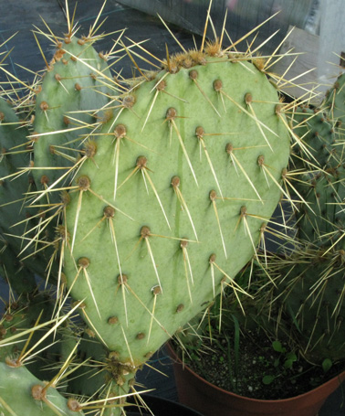 Pépinière Palmaris Opuntia cyclodes