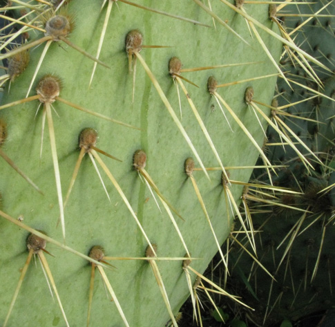 Pépinière Palmaris Opuntia cyclodes