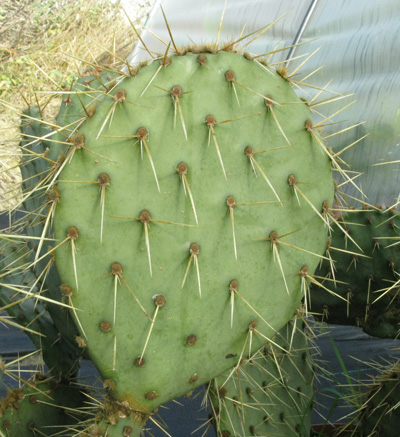 Pépinière Palmaris Opuntia cyclodes