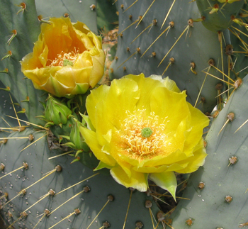 Pépinière Palmaris Opuntia cyclodes