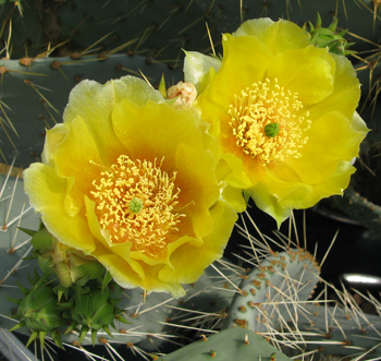 Pépinière Palmaris Opuntia cyclodes